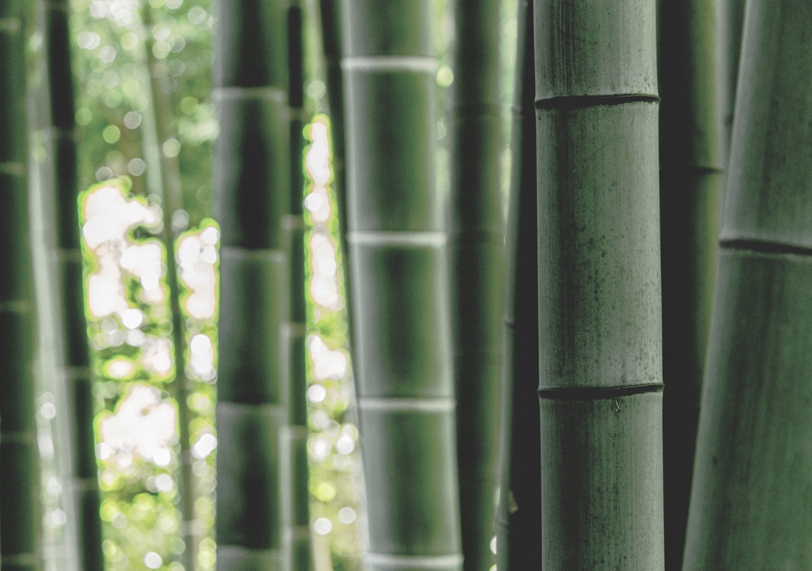 bambus-produkter